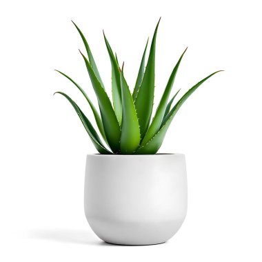 Aloe Vera 'nın bitkisi beyaz arka planda izole bir tencerede.