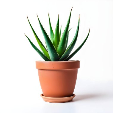 Aloe Vera 'nın bitkisi beyaz arka planda izole bir tencerede.