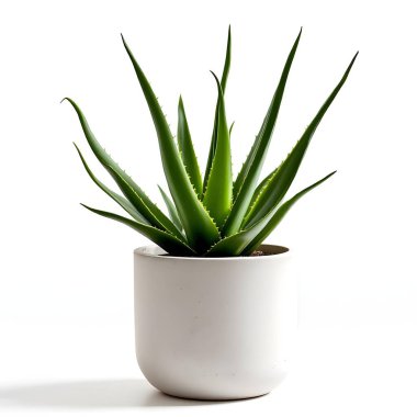 Aloe Vera 'nın bitkisi beyaz arka planda izole bir tencerede.