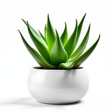 Aloe Vera 'nın bitkisi beyaz arka planda izole bir tencerede.