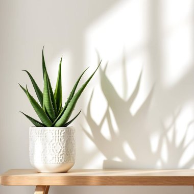 Aloe Vera 'nın bitkisi beyaz arka planda izole bir tencerede.