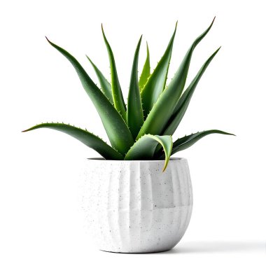 Aloe Vera 'nın bitkisi beyaz arka planda izole bir tencerede.
