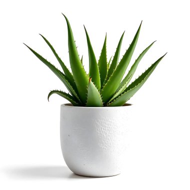 Aloe Vera 'nın bitkisi beyaz arka planda izole bir tencerede.