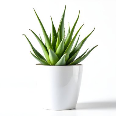 Aloe Vera 'nın bitkisi beyaz arka planda izole bir tencerede.