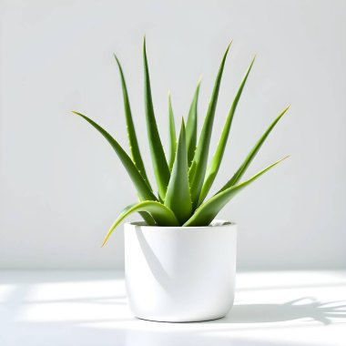 Aloe Vera 'nın bitkisi beyaz arka planda izole bir tencerede.