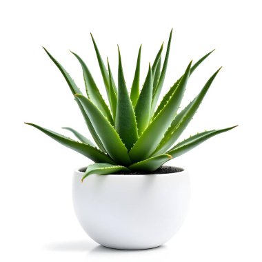 Aloe Vera 'nın bitkisi beyaz arka planda izole bir tencerede.