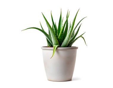 Aloe Vera 'nın bitkisi beyaz arka planda izole bir tencerede.