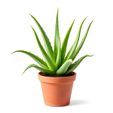 Aloe Vera 'nın bitkisi beyaz arka planda izole bir tencerede.