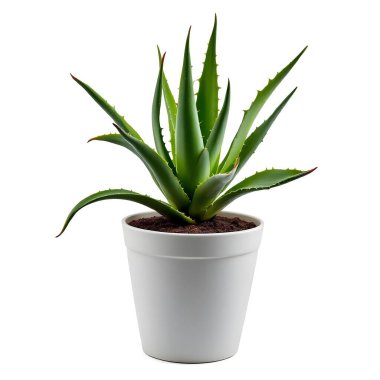 Aloe Vera 'nın bitkisi beyaz arka planda izole bir tencerede.