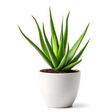 Aloe Vera 'nın bitkisi beyaz arka planda izole bir tencerede.