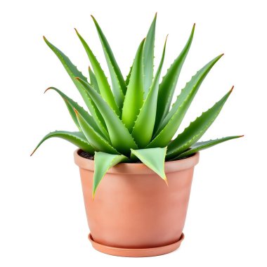 Aloe Vera 'nın bitkisi beyaz arka planda izole bir tencerede.