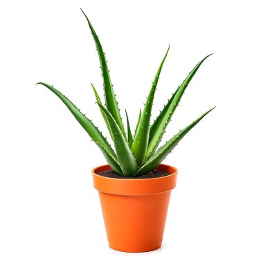 Aloe Vera 'nın bitkisi beyaz arka planda izole bir tencerede.