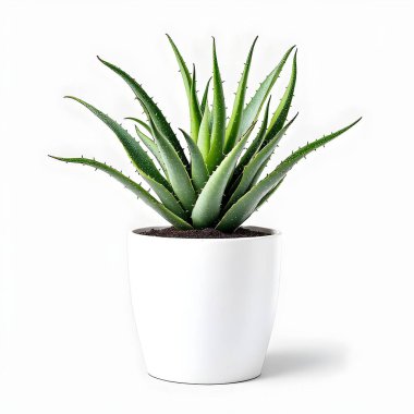 Aloe Vera 'nın bitkisi beyaz arka planda izole bir tencerede.