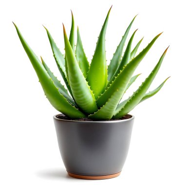 Aloe Vera 'nın bitkisi beyaz arka planda izole bir tencerede.