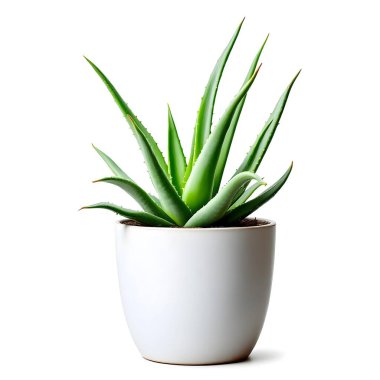 Aloe Vera 'nın bitkisi beyaz arka planda izole bir tencerede.