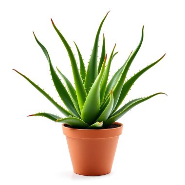 Aloe Vera 'nın bitkisi beyaz arka planda izole bir tencerede.