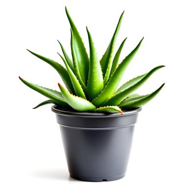 Aloe Vera 'nın bitkisi beyaz arka planda izole bir tencerede.