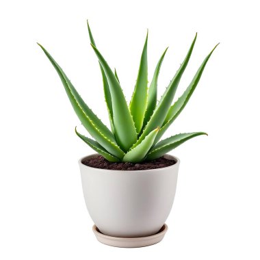 Aloe Vera 'nın bitkisi beyaz arka planda izole bir tencerede.