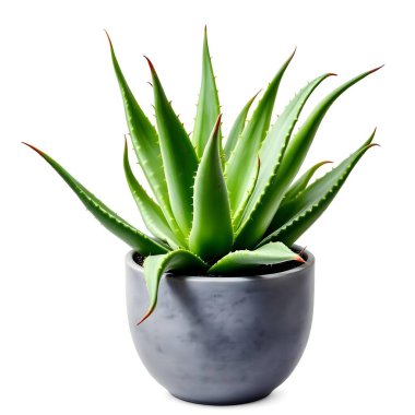 Aloe Vera 'nın bitkisi beyaz arka planda izole bir tencerede.