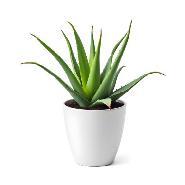 Aloe Vera 'nın bitkisi beyaz arka planda izole bir tencerede.