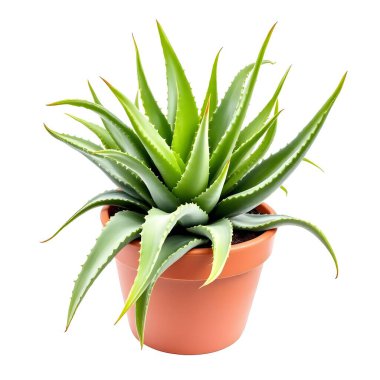 Aloe Vera 'nın bitkisi beyaz arka planda izole bir tencerede.