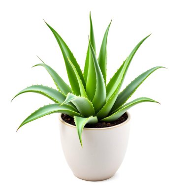 Aloe Vera 'nın bitkisi beyaz arka planda izole bir tencerede.