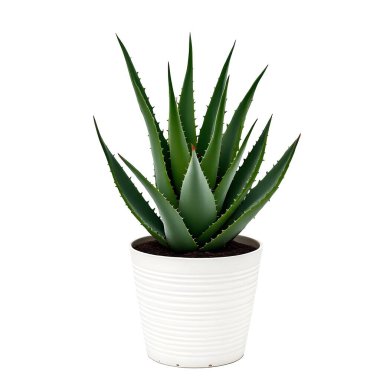 Aloe Vera 'nın bitkisi beyaz arka planda izole bir tencerede.