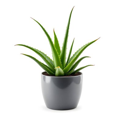 Aloe Vera 'nın bitkisi beyaz arka planda izole bir tencerede.