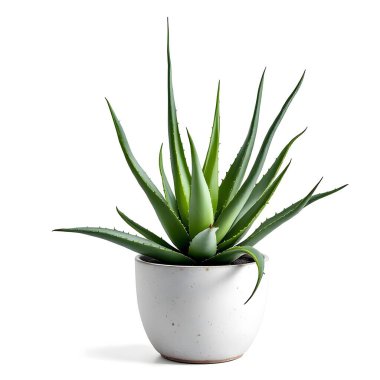 Aloe Vera 'nın bitkisi beyaz arka planda izole bir tencerede.