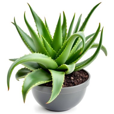 Aloe Vera 'nın bitkisi beyaz arka planda izole bir tencerede.