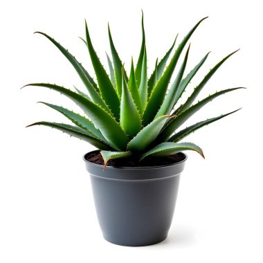 Aloe Vera 'nın bitkisi beyaz arka planda izole bir tencerede.