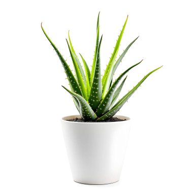Aloe Vera 'nın bitkisi beyaz arka planda izole bir tencerede.