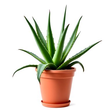 Aloe Vera 'nın bitkisi beyaz arka planda izole bir tencerede.