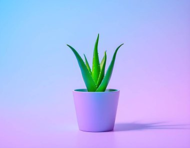 Aloe Vera 'nın bitkisi beyaz arka planda izole bir tencerede.