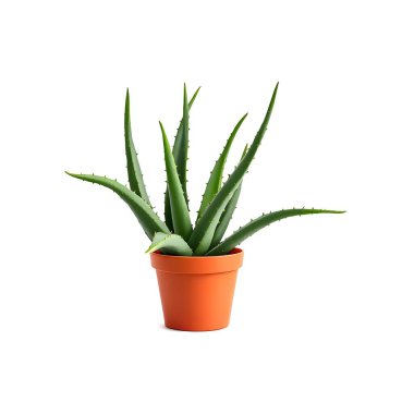 Aloe Vera 'nın bitkisi beyaz arka planda izole bir tencerede.