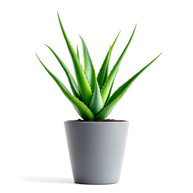 Aloe Vera 'nın bitkisi beyaz arka planda izole bir tencerede.