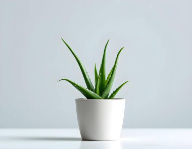 Aloe Vera 'nın bitkisi beyaz arka planda izole bir tencerede.