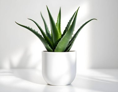 Aloe Vera 'nın bitkisi beyaz arka planda izole bir tencerede.