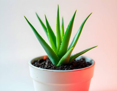 Aloe Vera 'nın bitkisi beyaz arka planda izole bir tencerede.