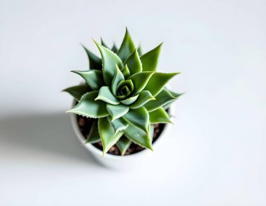 Aloe Vera 'nın bitkisi beyaz arka planda izole bir tencerede.