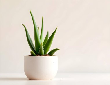 Aloe Vera 'nın bitkisi beyaz arka planda izole bir tencerede.
