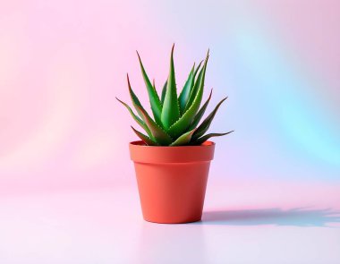 Aloe Vera 'nın bitkisi beyaz arka planda izole bir tencerede.