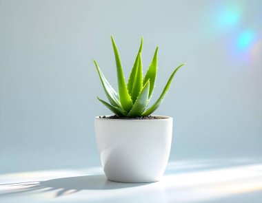 Aloe Vera 'nın bitkisi beyaz arka planda izole bir tencerede.