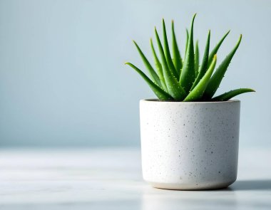 Aloe Vera 'nın bitkisi beyaz arka planda izole bir tencerede.