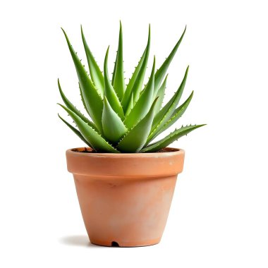 Aloe Vera 'nın bitkisi beyaz arka planda izole bir tencerede.