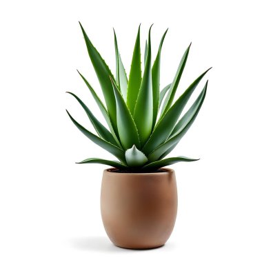 Aloe Vera 'nın bitkisi beyaz arka planda izole bir tencerede.