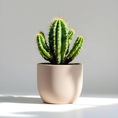 Renkli bir arka planda bir saksıda kaktüs
