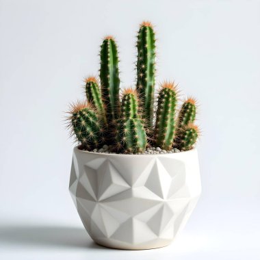 Renkli bir arka planda bir saksıda kaktüs