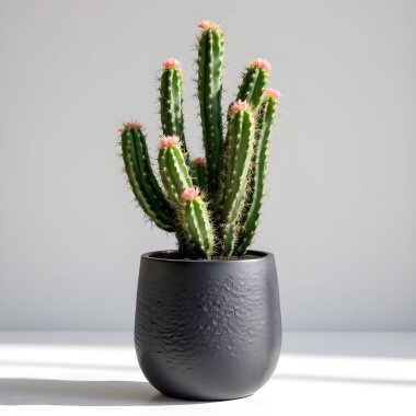 Renkli bir arka planda bir saksıda kaktüs