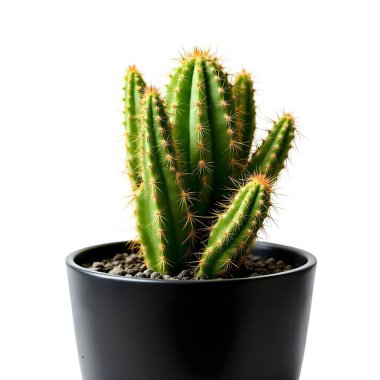 Renkli bir arka planda bir saksıda kaktüs